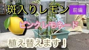 斑入りレモン ピンクレモネード! 植え替えます!! 前編