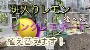 斑入りレモン ピンクレモネード! 植え替えます!! 後編