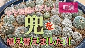 やや時期外れ！兜を植え替えました！前編！！