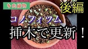 多肉植物、コノフィツム、挿木で更新！後編