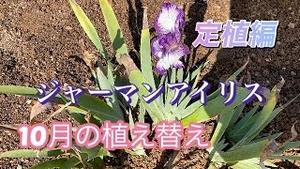 ジャーマンアイリス、10月の植え替え　定植編