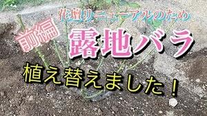 花壇リニューアルのため、露地バラを植え替えましたぁ! 前編