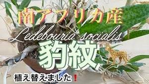 南アフリカ産レイデボウリア・ソシアリス「豹紋」を植え替えました!