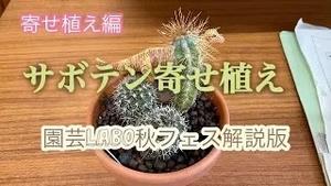 園芸LABO秋フェス解説版　サボテン寄せ植え！　寄せ植え編