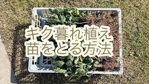 キク暮れ植え、苗をとる方法！