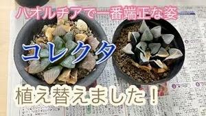 ハオルチアで一番端正な姿、「コレクタ」植え替えました！