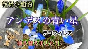 超希少植物、アンデスの青い星！テコフィレアを植え替えました！！