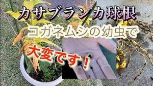 カサブランカ球根、コガネムシの幼虫で大変です！