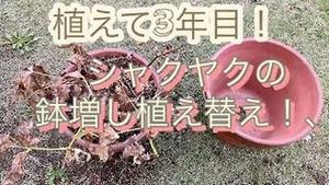 植えて３年目！シャクヤクの鉢増し植え替え！！