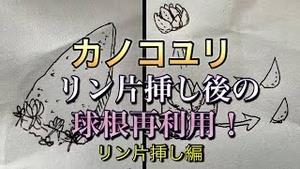 カノコユリ、りん片挿し後の球根再利用！りん片挿し編！！