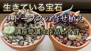 生きている宝石　リトープスの寄せ植え！講座受講生作品と寸評‼︎