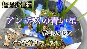  超希少植物 アンデスの青い星テコフィレアのタネを蒔きました!