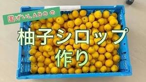 園芸LABOの柚子シロップ作り