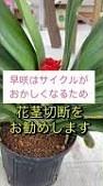 やってもうた！クンシラン、嗚呼、花茎短い‼︎