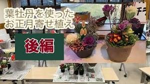 葉牡丹を使ったお正月寄せ植え　[後編]