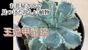 お花屋さんで見つけた珍しい植物 王妃甲蟹錦(おうひかぶとがににしき)