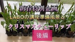 新春特別企画! LABOの講座準備風景とクリスマスチューリップ!! 後編