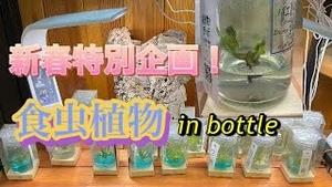新春特別企画! 食虫植物 in bottle!!