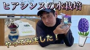 ヒアシンスの水栽培、やってみました！