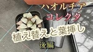 ハオルチアのコレクタ、植え替えと葉挿し 後編