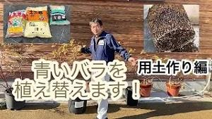 青いバラを植え替えます！用土作り編‼︎