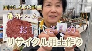 園芸LABO動画番外編！お千代さんのリサイクル用土作り！！
