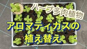 ハーブ多肉植物、アロマティカスの植え替え