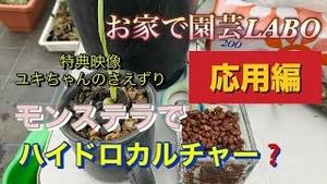 お家で園芸LABO！応用編　モンステラでハイドロカルチャー？