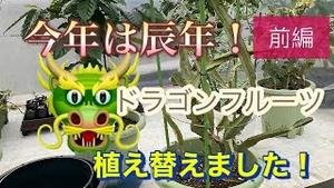 今年は辰年！ドラゴンフルーツ、植え替えました！！前編！！