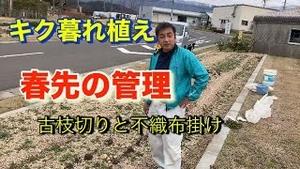 キク暮植えと春先の管理　古枝切りと不織布掛け