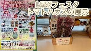 2月23日はLABOフェスタ！トマトハウスの展示を紹介します！！