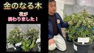 金のなる木 花が終わりました！