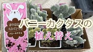 ウチワサボテン、バニーカクタスの植え替え！