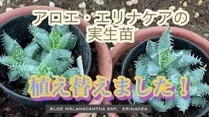 アロエ・エリナケアの実生苗を植え替えました！