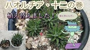 ハオルチア・十二の巻、植え替えました！