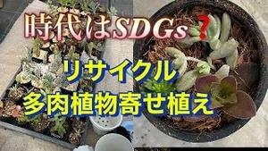 時代はSDGs？リサイクル多肉植物寄せ植え！