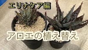 アロエの植え替え エリナケア編