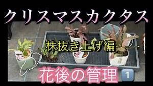 クリスマスカクタス 花後の管理1️⃣ 株抜き上げ編