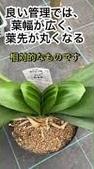 クンシラン、開花後の管理！