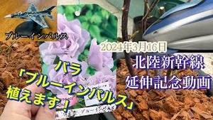 北陸新幹線延伸記念動画！バラ「ブルーインパルス」を植えます！！