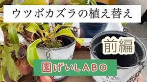 園芸LABO ウツボカズラの植え替え (前編)