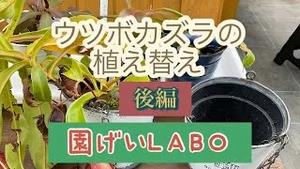 園芸LABO ウツボカズラの植え替え 後編