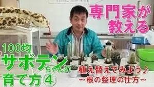 100均サボテンちゃんの植え替え（４）