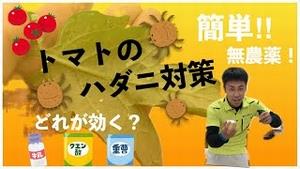 トマトの超簡単ハダニ対策！！