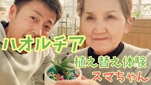 ハオルチアの植え替え体験