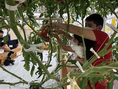 巨木トマト収穫体験