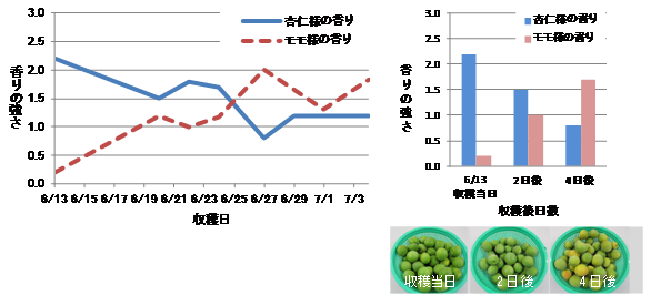 梅酒の香りの変化