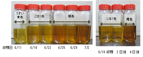 収穫時期および追熟による梅酒の着色