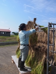 ハサかけ作業