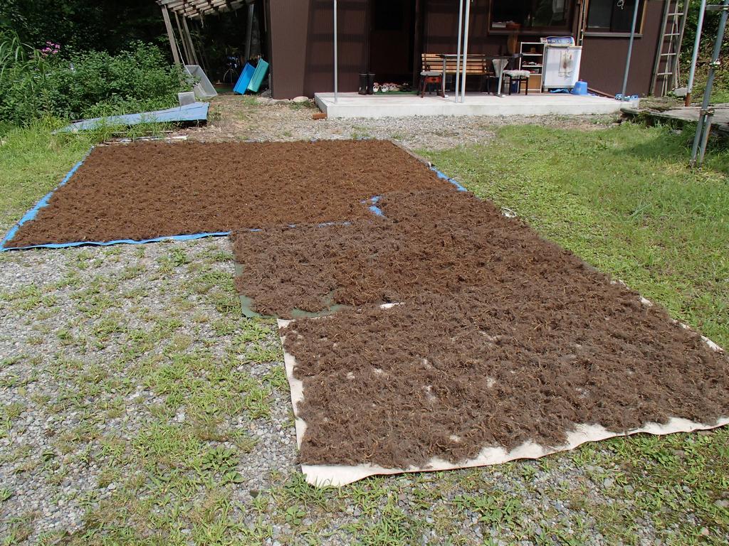 林業遺産「越前オウレン」について